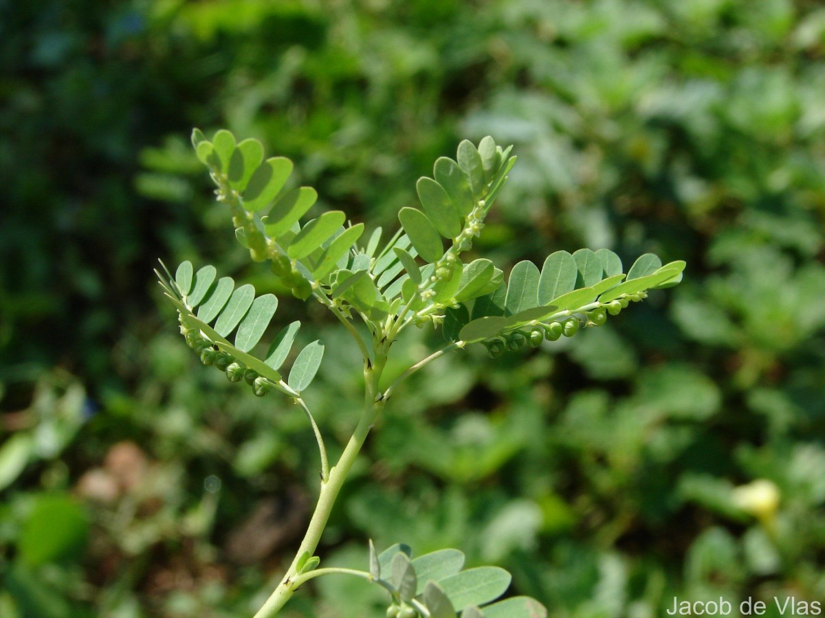 Phyllanthus amarus Schumach. & Thonn.